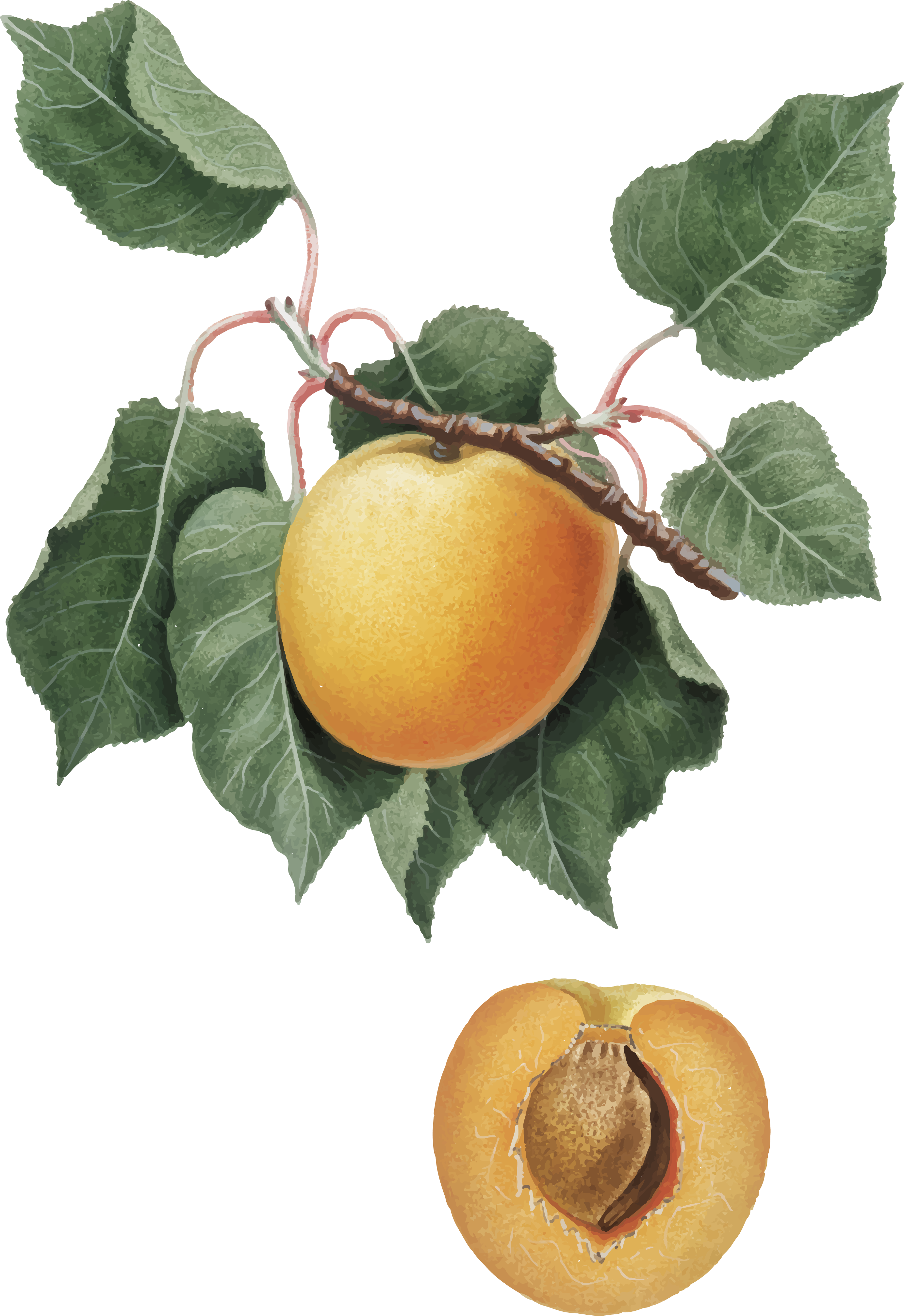 Lion%20Apricot